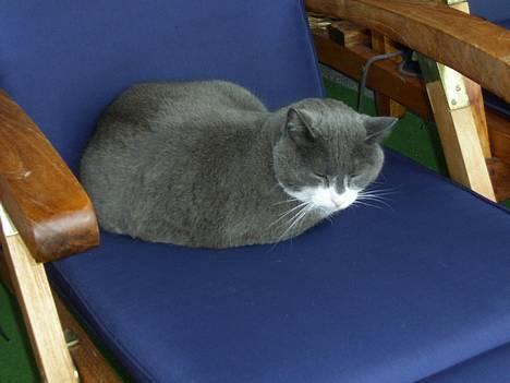 Blanding af racer Oliver billede 7