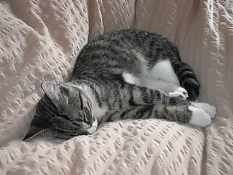 Blanding af racer . ~ * Puma * ~ . - Så træt! billede 8