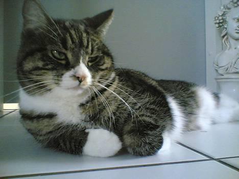 Blanding af racer . ~ * Puma * ~ . billede 9