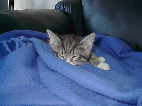 Blanding af racer . ~ * Puma * ~ . - Puma 10 uger gammel, samme dag, som vi fik hende hjem.. Det var en hård tur! :) billede 10