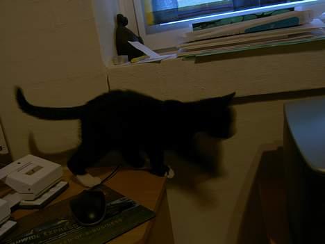 Blanding af racer Lyn billede 6