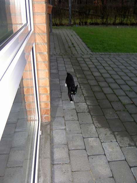 Blanding af racer Lyn billede 7