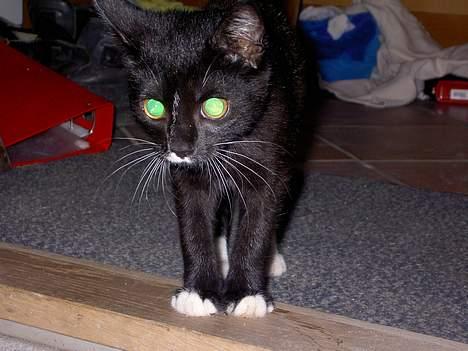 Blanding af racer Lyn - Er i sikre på at det er sikkert at gå her ud?! billede 9