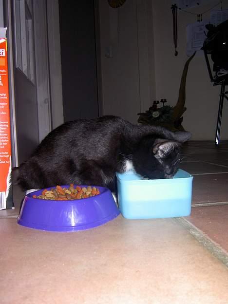 Blanding af racer Lyn billede 8