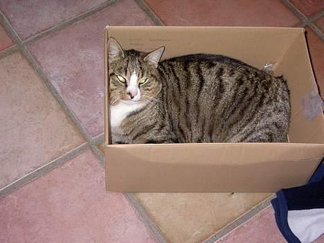 Blanding af racer Sumertime billede 6