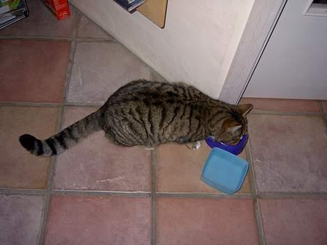 Blanding af racer Sumertime billede 7