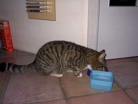 Blanding af racer Sumertime billede 8