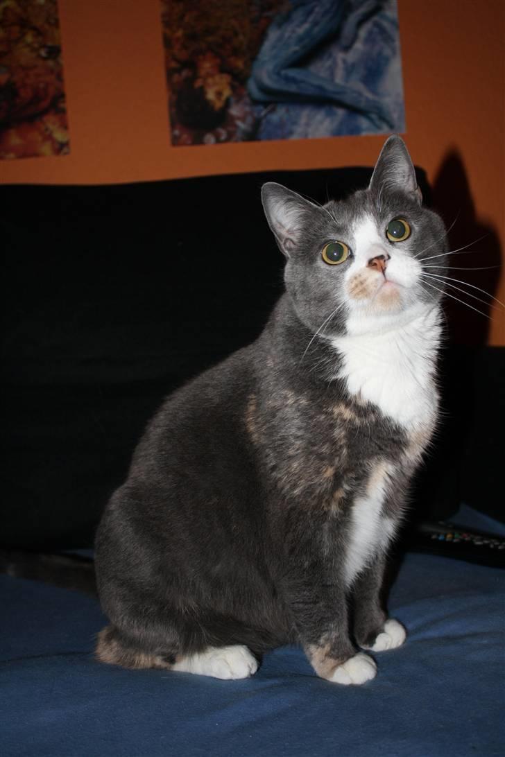 Blanding af racer Rhea - DEr jeg nuttet nok? :D billede 1