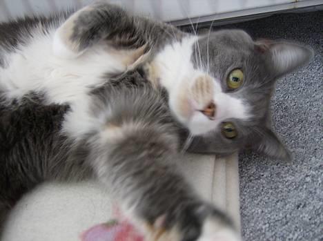 Blanding af racer Rhea - Slemme kamera.. Jeg skal nok fange digh. billede 2