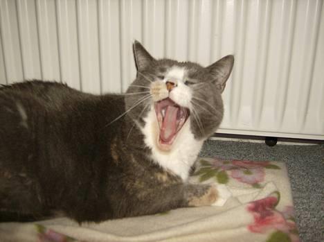 Blanding af racer Rhea - GAAAAAAAB... Hvor er jeg bare træt.. (Man kan jo se hva hun har fået til morgenmad)  ;D billede 4