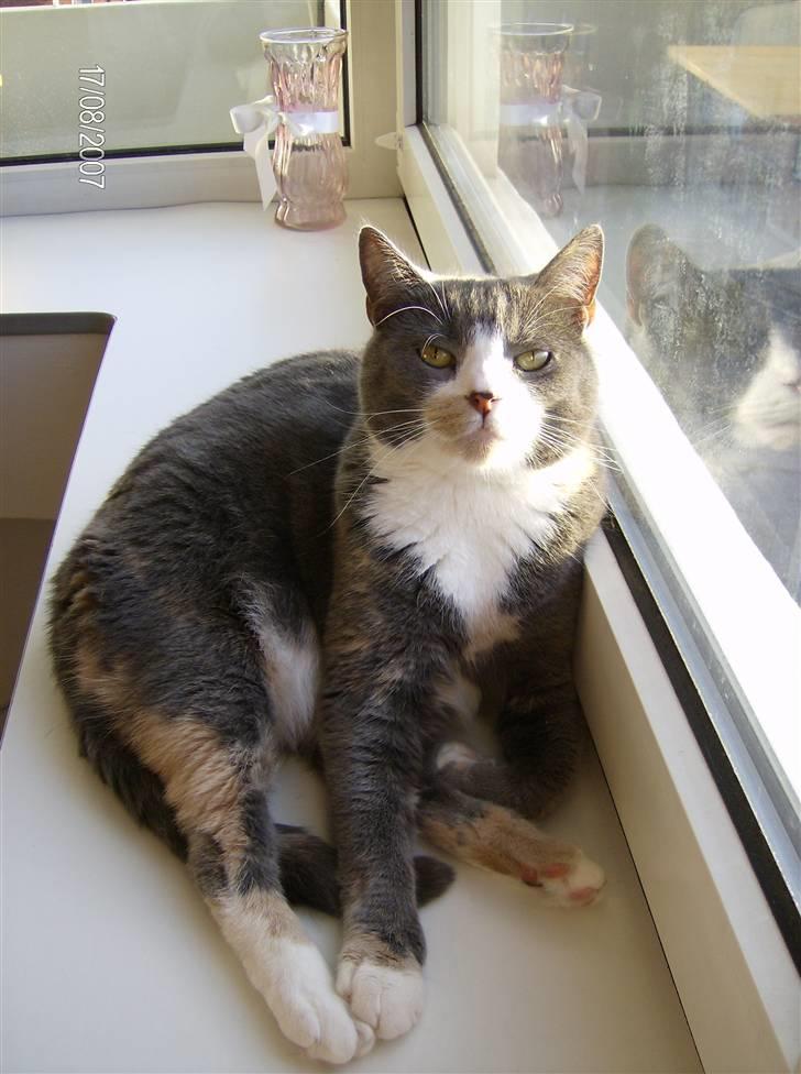 Blanding af racer Rhea - Et ben på afveje og en godt udsigt.. billede 3