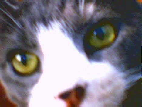 Blanding af racer Rhea - ... Nu skal du kigge mig dybt i øjnene og fortælle mig hvem der har stjålet min mad ??!! billede 5