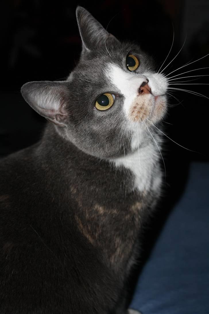 Blanding af racer Rhea - Hvad er det for noget jeg kan se? :D billede 6