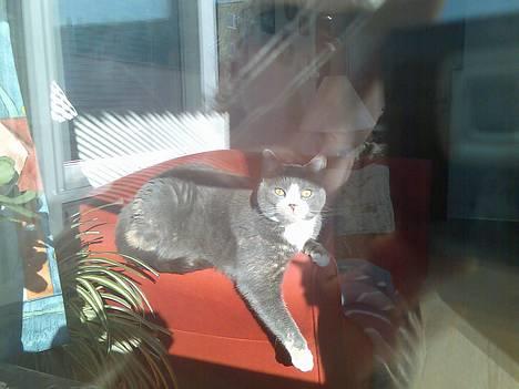 Blanding af racer Rhea - Her er et bevis på hvor mærkelig Rhea kan ligge på, i en sofa! :D billede 8