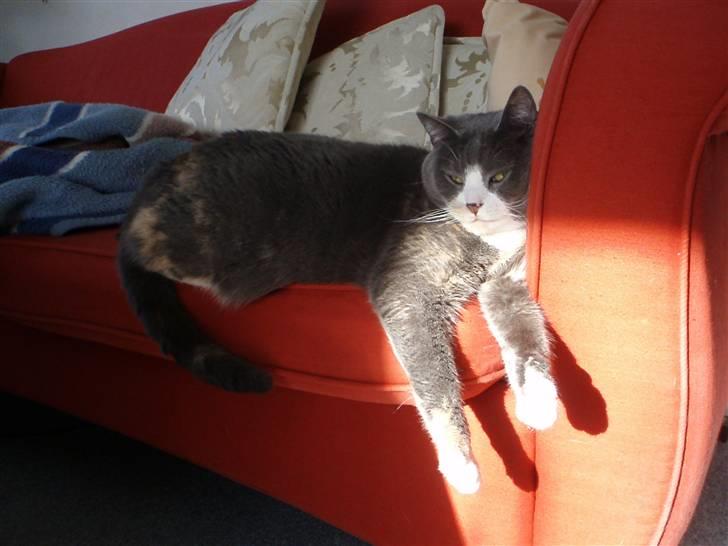 Blanding af racer Rhea - Og her er endnu et bevis.. Hun kan lige nå at få lidt sol på hendes arme og poter. :D billede 9