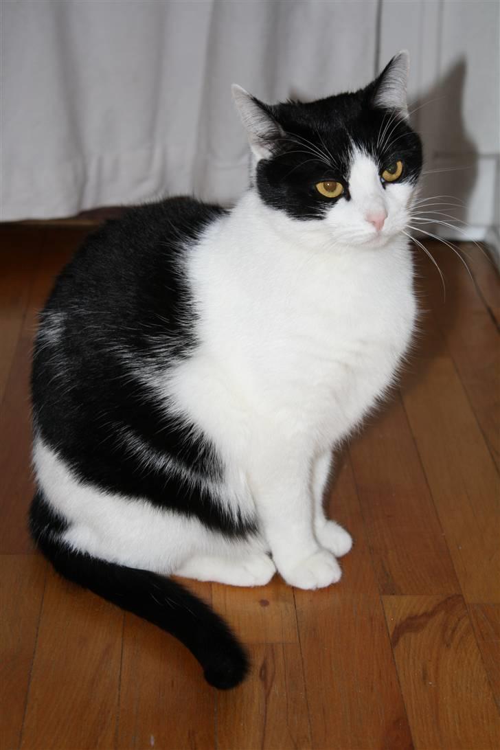 Blanding af racer Cleo - Mer´ blitz i mine øjne!! :D billede 1