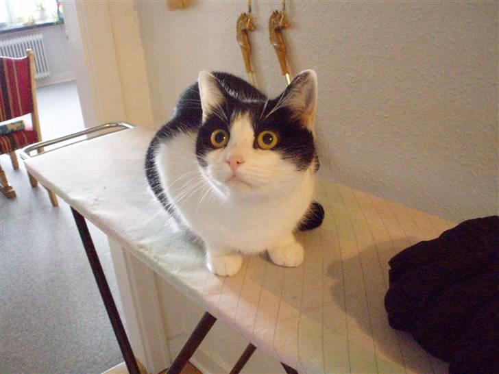 Blanding af racer Cleo - Cleo eeeeeeeelsker bare strygebrættet .. XD billede 2