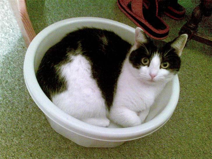 Blanding af racer Cleo - Cleo kom forbi en spand - Og kom ikke længere.. XD billede 3