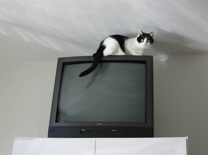 Blanding af racer Cleo - Cleo tørre støv af tv´et.. billede 4