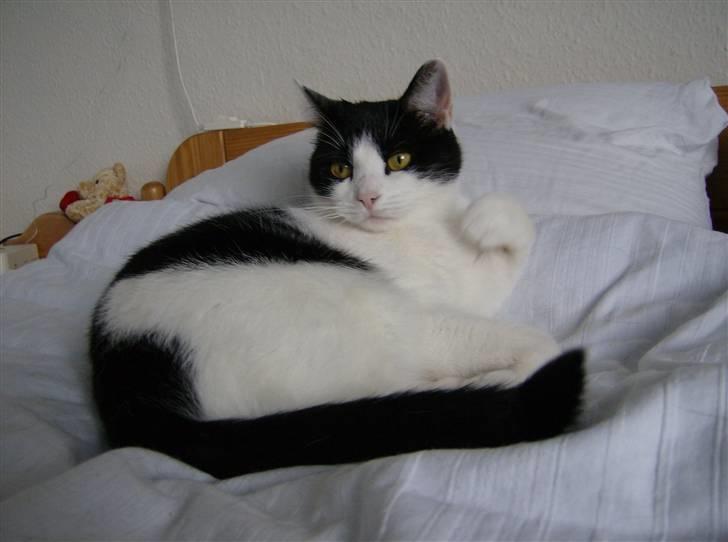 Blanding af racer Cleo - Cleo vinker til kameraet  :D billede 5