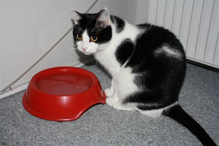 Blanding af racer Cleo - Du får ikke min vandskål!! :D billede 6