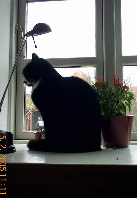 Blanding af racer Pjuske - pjuske igen i vinduet..  billede 7