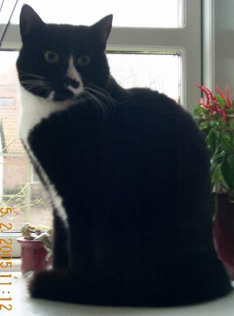 Blanding af racer Pjuske - kigge kig.. ser hun ike bare sød og dejlig ud..? billede 8