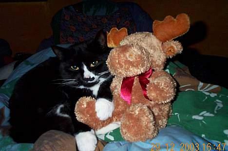 Blanding af racer Pjuske - her er hun så med sit ransdyr igen billede 9