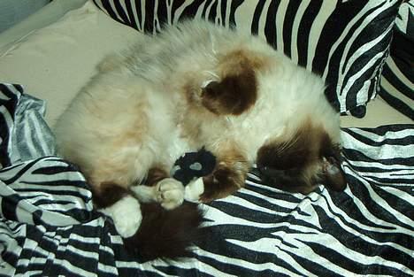 Hellig Birma Jandouglen Royal Velvet billede 1