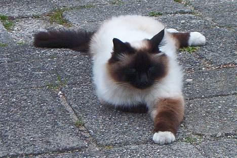 Hellig Birma Jandouglen Royal Velvet billede 2