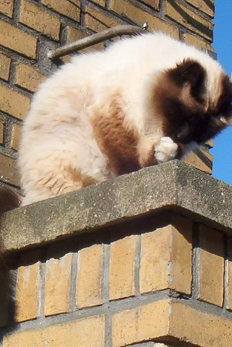 Hellig Birma Jandouglen Royal Velvet billede 3