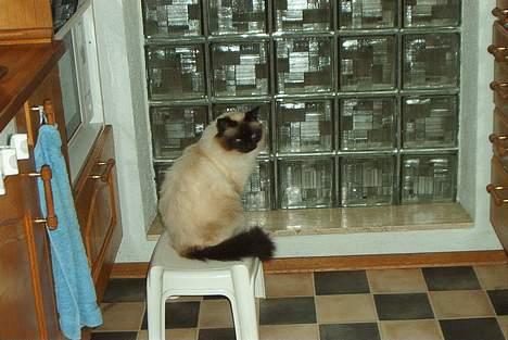 Hellig Birma Jandouglen Royal Velvet billede 6