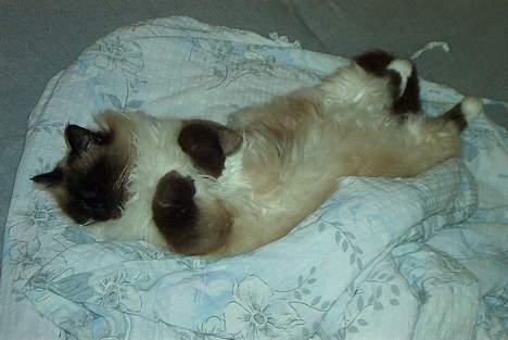 Hellig Birma Jandouglen Royal Velvet billede 7