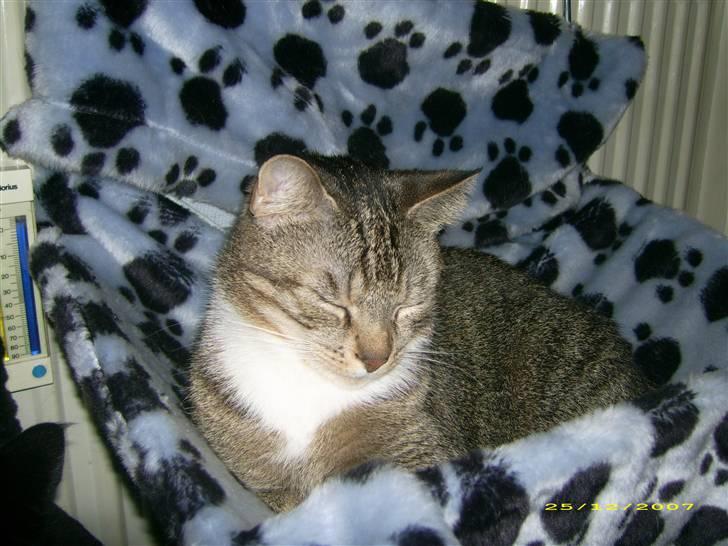 Huskat Pusser - 25-12-2007 billede 1