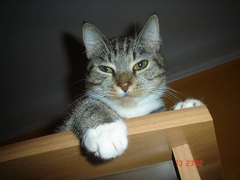 Huskat Pusser - tager mig lige en slapper! billede 3