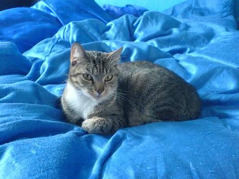 Huskat Pusser billede 7