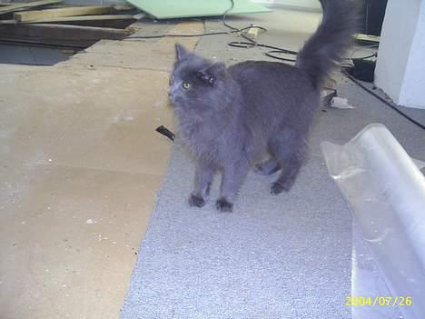 Maine Coon Gismo billede 1