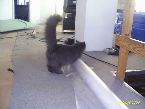 Maine Coon Gismo billede 2