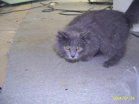 Maine Coon Gismo billede 3