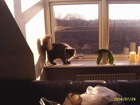 Maine Coon Gismo billede 4