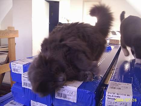 Maine Coon Gismo billede 5