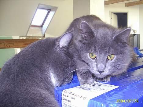 Maine Coon Gismo billede 6