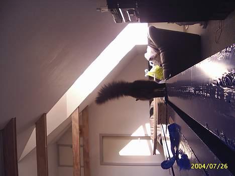 Maine Coon Gismo billede 7