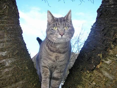 Blanding af racer Max - Her er godt højt.. billede 1