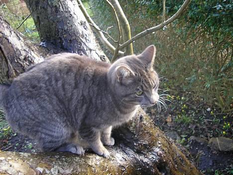 Blanding af racer Max - Uhhh en hund.."hjælp" billede 2