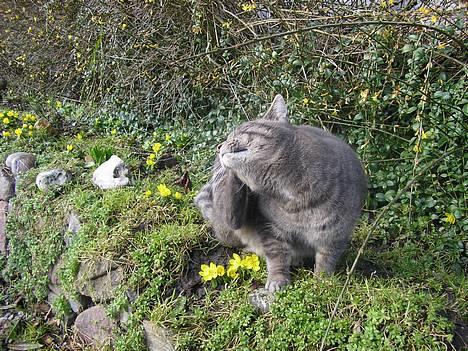 Blanding af racer Max - Det klør!! billede 3