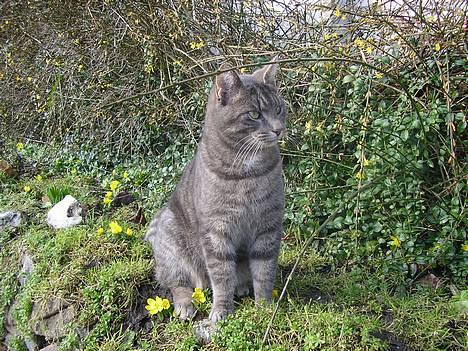 Blanding af racer Max - Nu kommer mor! billede 4