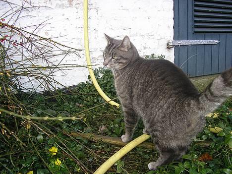 Blanding af racer Max - Kommer der nogen efter mig? billede 5