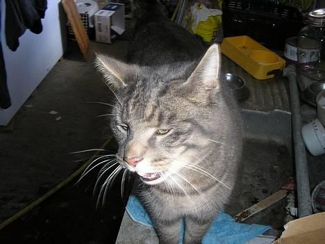 Blanding af racer Max - "Kom jeg er sulten" billede 6