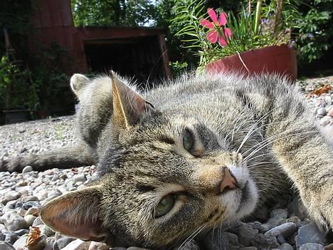 Huskat Mickey - R.I.P - ret porno agtigt.. billede 1